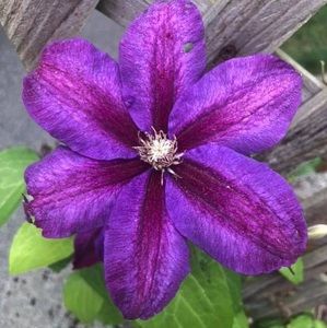 Meet your Posher, Heidi